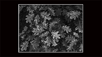 The Richard Philip Soltice Gallery - Oak Leaves in Shade Light