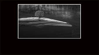The Richard Philip Soltice Gallery -Tree on Crescent Island on Columbia River