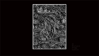 The Richard Philip Soltice Gallery - Sticks and Stones in Shade Light