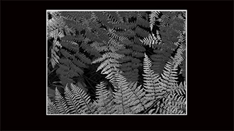 The Richard Philip Soltice Gallery - Fern Leaves in Fall