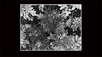 The Richard Philip Soltice Gallery - Wild Rose Leaves in Fall