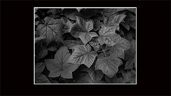 The Richard Philip Soltice Gallery - Thimbleberry in Shade Light