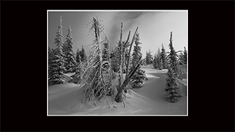 The Richard Philip Soltice Gallery - Tree Branches and Snow in Early Light