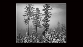 The Richard Philip Soltice Gallery - Trees in Fog at Chimo Cabin