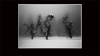 The Richard Philip Soltice Gallery - Three Trees in Fog at Blackjack