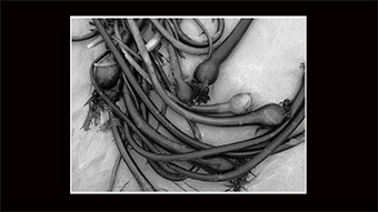 The Richard Philip Soltice Gallery -  Kelp Bulbs on Sand