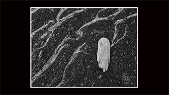 The Richard Philip Soltice Gallery - Beach Debris