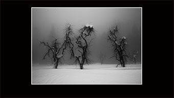 The Richard Philip Soltice Gallery - Three Trees in Fog at Torresons Field