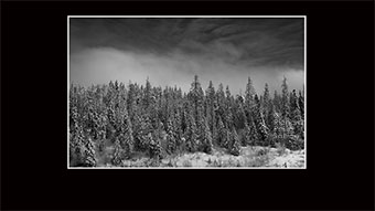 The Richard Philip Soltice Gallery -Tree Grouping at Blackjack