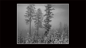 The Richard Philip Soltice Gallery - Trees in Fog at Chimo Cabin